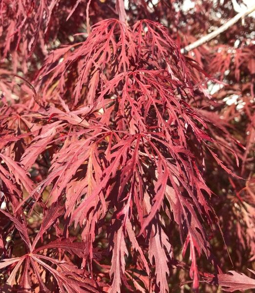 Acer palmatum Dissectum 'Firecracker'